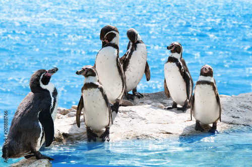 group of funny penguins standing by the water