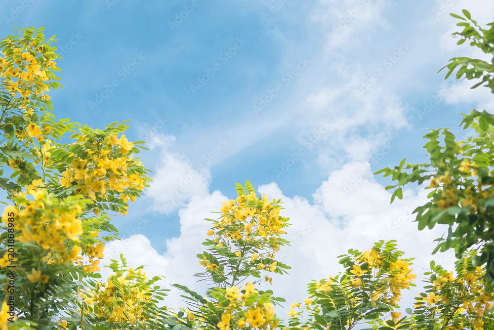 Closeup yellow flower at green tree with blue sky with thinly cloud textured background with copy space Closeup yellow flower at green tree with blue sky with thinly cloud textured background with copy space