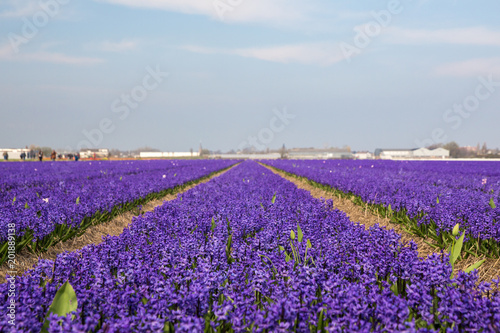 Holland blooming fields Hyacinthus