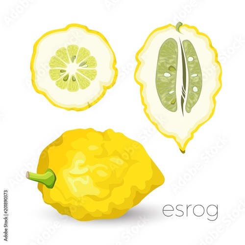 Delicious exotic sour esrog fruit with rough skin