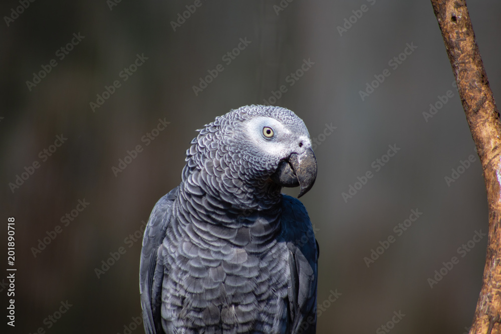 Obraz premium parrot portrait