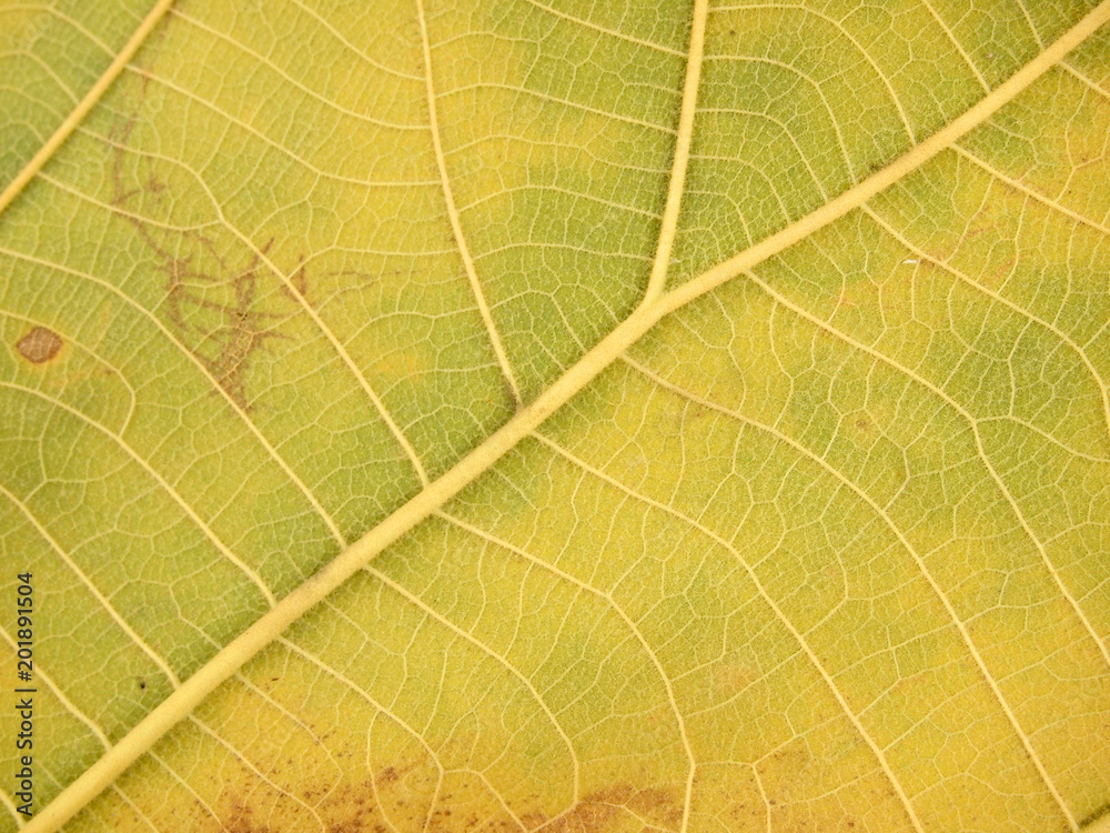 Obraz premium dry brown leaf texture