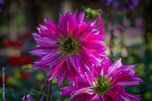 Fototapeta Naklejka Na Ścianę i Meble -  colorful flowers are blooming in the meadow at the foothill  during winter in Chiang Rai north of Thailand. Small flowers with beautiful colors are attractive to visitors.