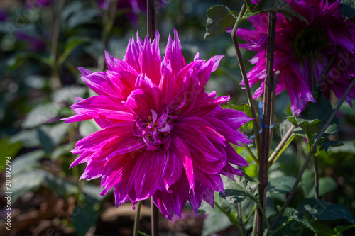 Fototapeta Naklejka Na Ścianę i Meble -  colorful flowers are blooming in the meadow at the foothill  during winter in Chiang Rai north of Thailand. Small flowers with beautiful colors are attractive to visitors.