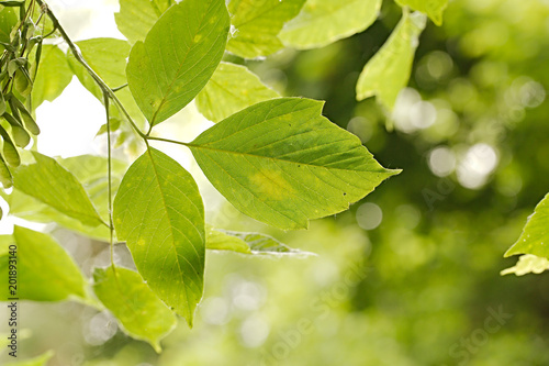 Green Leaves Background