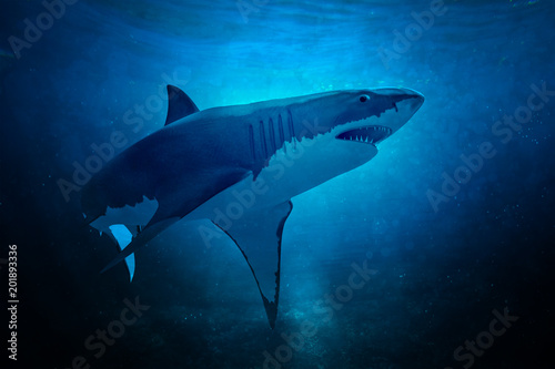 white shark © aleciccotelli