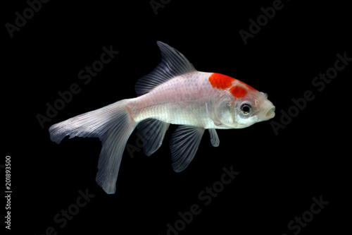 Koi fish black background