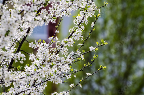 Flowering tree