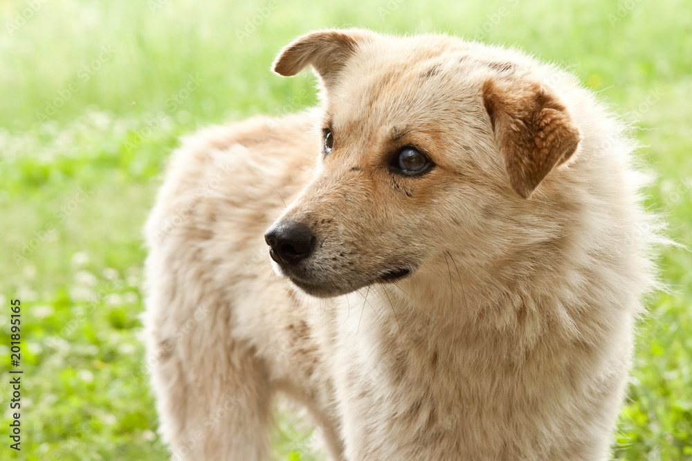 dog