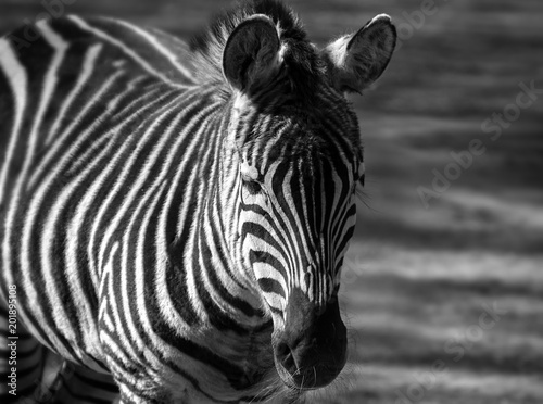 African plains zebra with striped background blurred