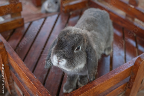 little cute rabbit in farm