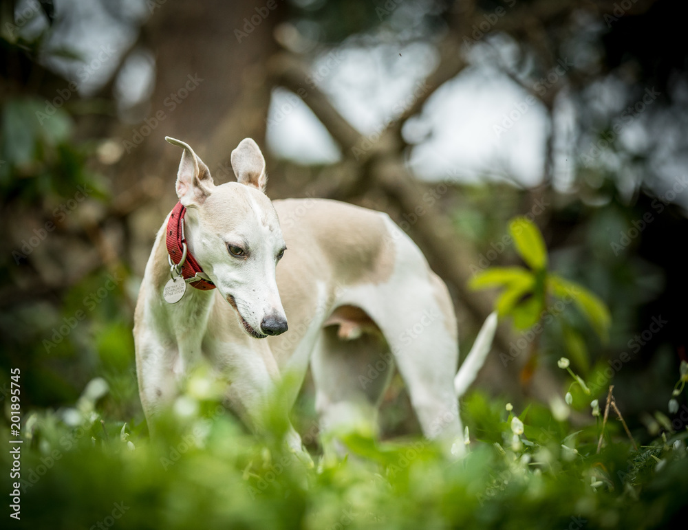 Fototapeta premium Whippet in the snowdrops