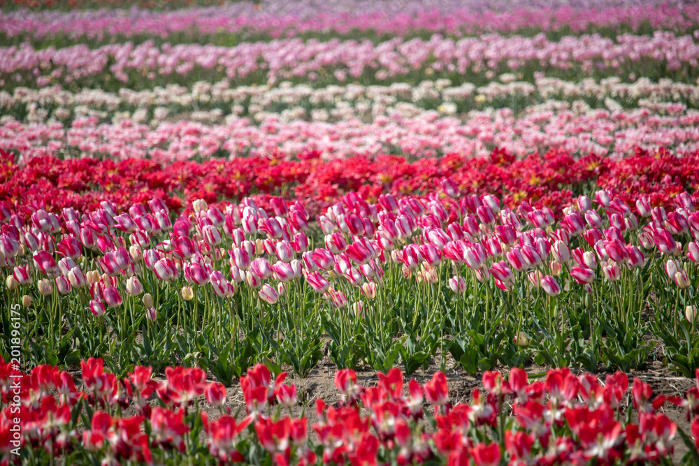 Tulip in Sakura City, Chiba Prefecture, Japan