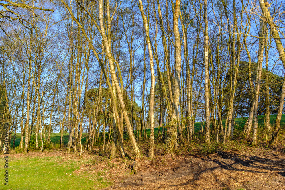 the trunks of silver birch trees catching the sunlight on a bright spring day the trunks of silver birch trees catching the sunlight on a bright spring day
