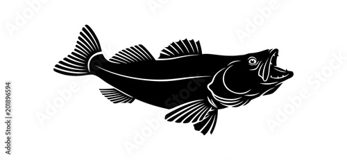 zander fish