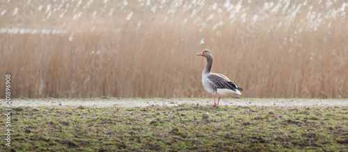 Quadro su tela goose in reed
