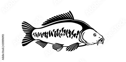  carp fish photo