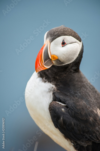 Puffin at Latrabjarg Cliff © forcdan