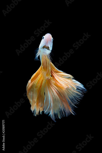 The moving moment beautiful of siam betta fish in thailand on black background. 