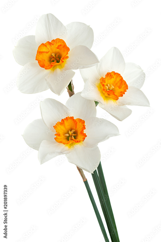 Narcissus spring flower on white