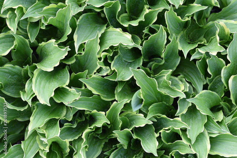 Fototapeta premium Hosta leaves foliage background