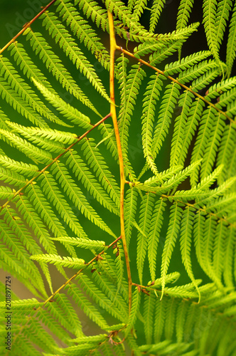background of many green fern leaves decorative