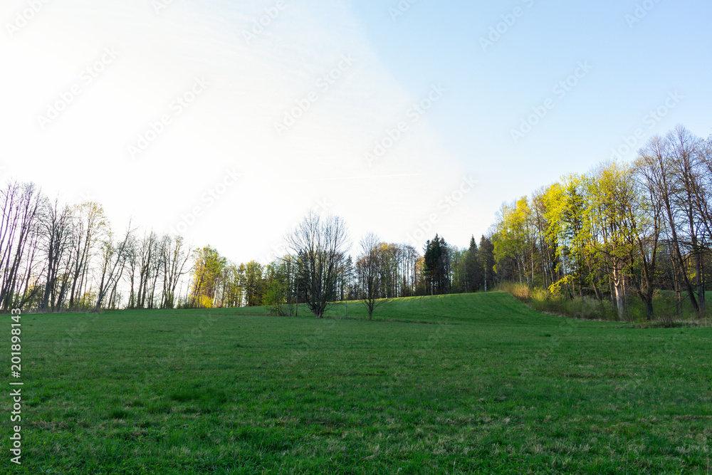 Fototapeta premium Group of pine trees in a forest glade on the background of autumn forest and blue sky with clouds