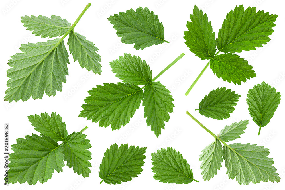 Raspberry leaf closeup on white Raspberry leaf closeup on white