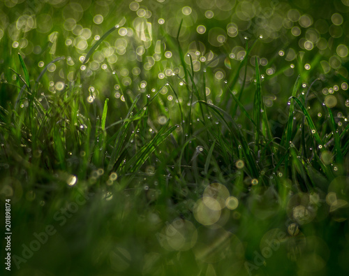 soczysta zielona trawa pokryta rosą