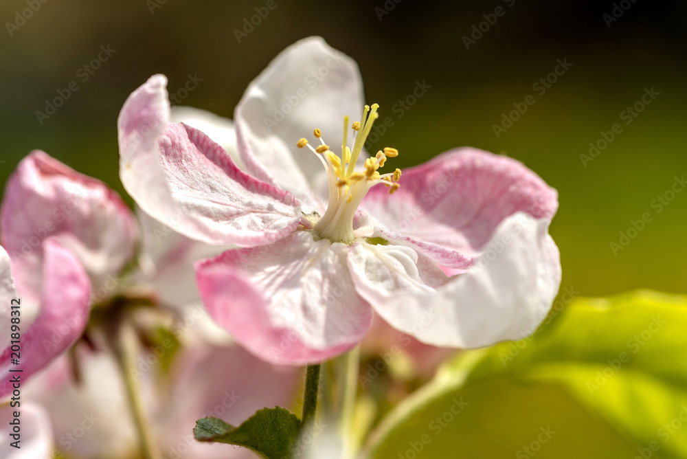 Apfelblüten Apfelblüten