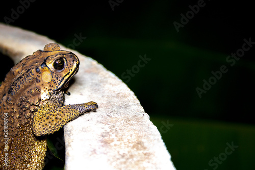 Toad standing on cement floor at night photo