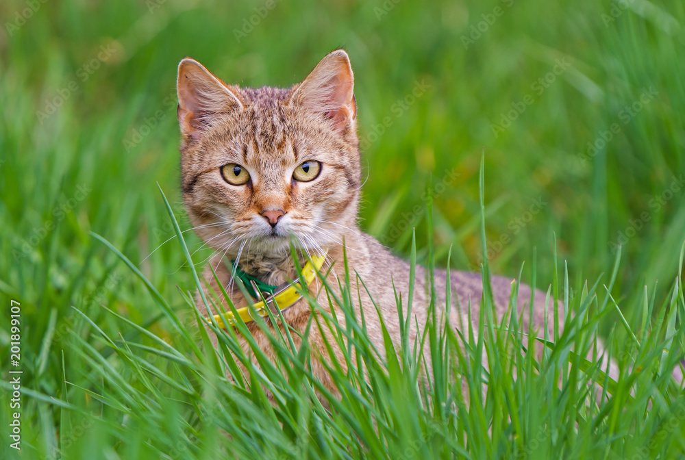 gray cat looking in green grass gray cat looking in green grass