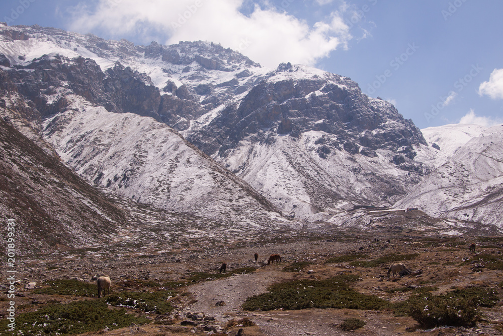Fototapeta premium Colorful view of grazing horses on highland valley with huge mountain covered with snow background. Last lodges (guest houses) before Thorong La pass (5,416 metres). Annapurna circuit trekking. Nepal.