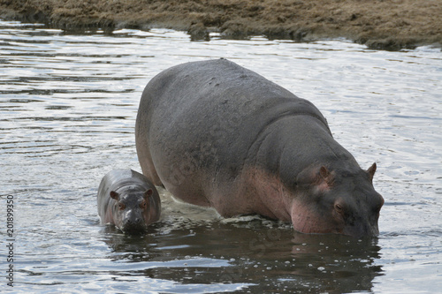 femelle hippo
