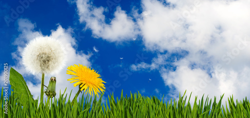 Fototapeta Naklejka Na Ścianę i Meble -  beautiful flowers dandelions in the garden