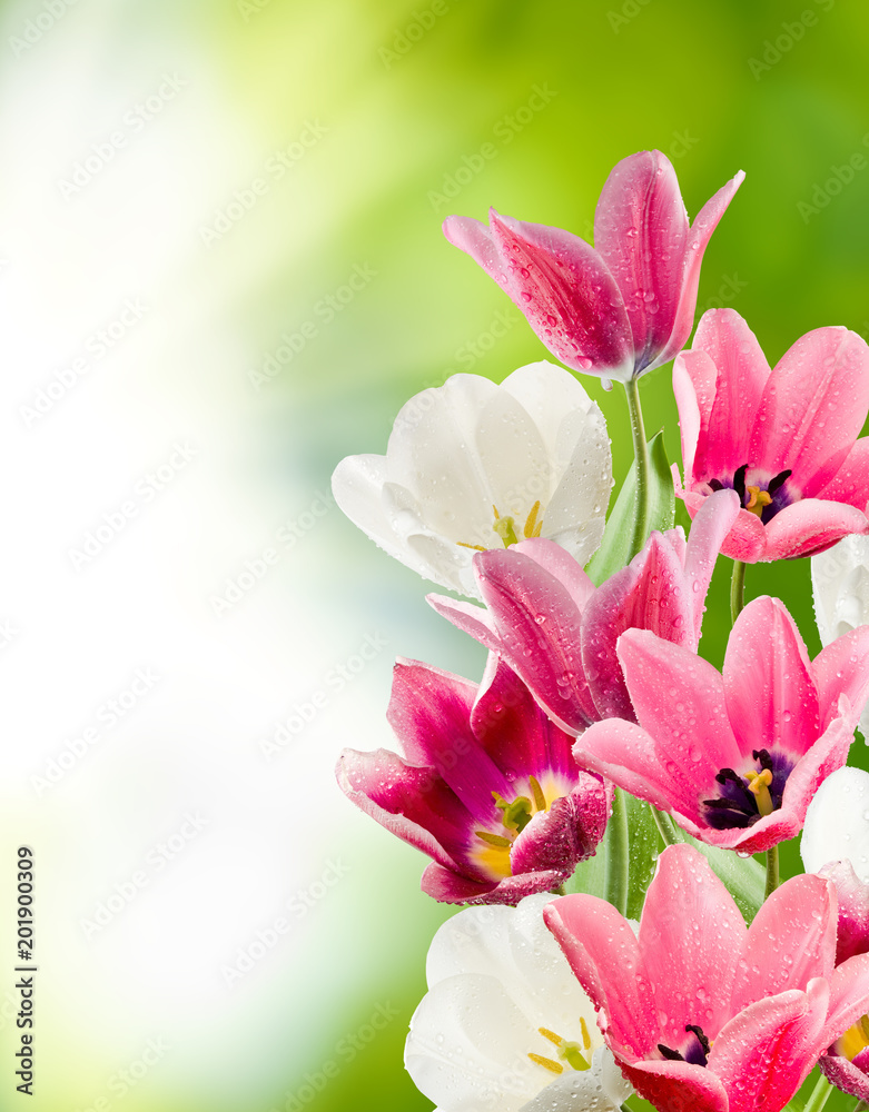 Fototapeta premium beautiful flowers tulips in the garden