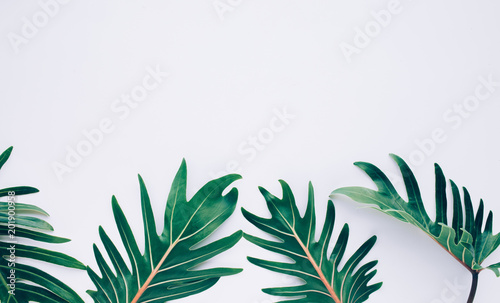 Top view of tropical leaf with white space