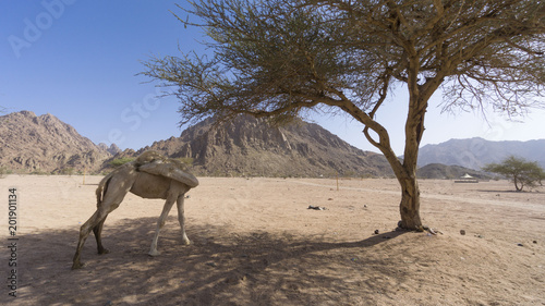 Closeup of camels at the desert. Selective focus and crop fragment. © instagram.com/_alfil