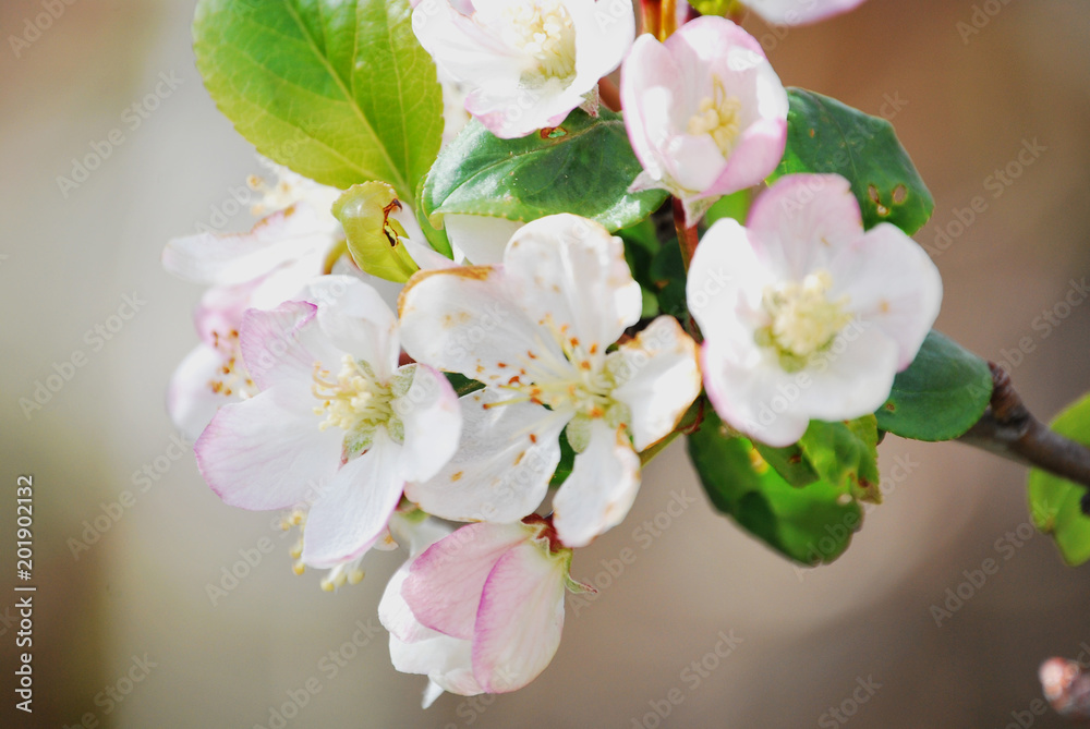 Macro photography of a flower with bokeh blur