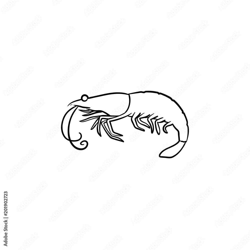 Fototapeta premium Shrimp hand drawn outline doodle icon. Vector sketch illustration of healthy seafood - shrimp or prawn for print, web, mobile and infographics isolated on white background.