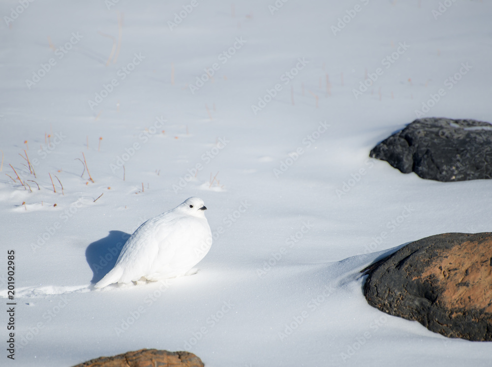 White Ptarmigan walking in a snowy landscape White Ptarmigan walking in a snowy landscape