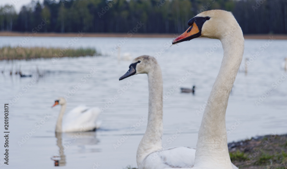 A view of the swan. Powerful white. A view of the swan. Powerful white.