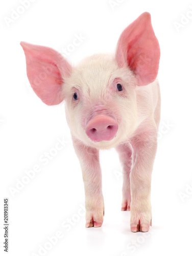 Pig on white Fototapet