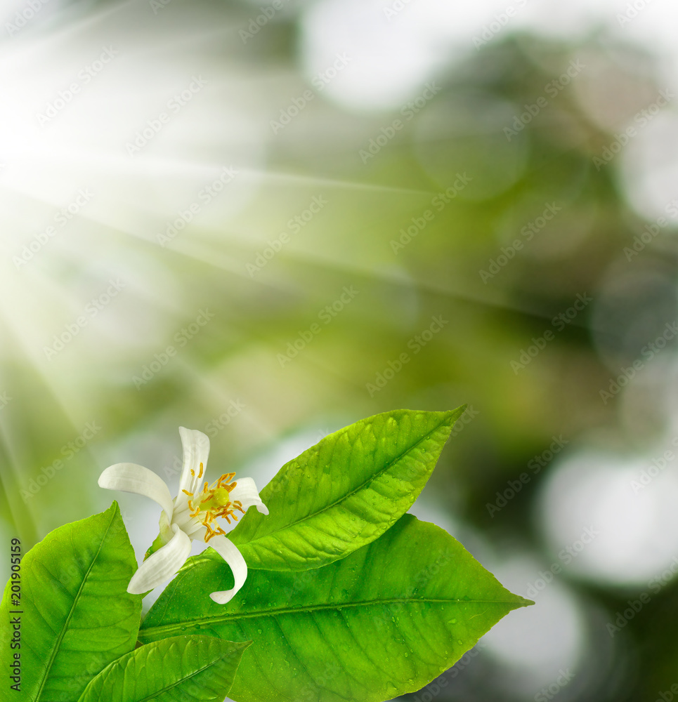 image of a flowering branch in the garden image of a flowering branch in the garden