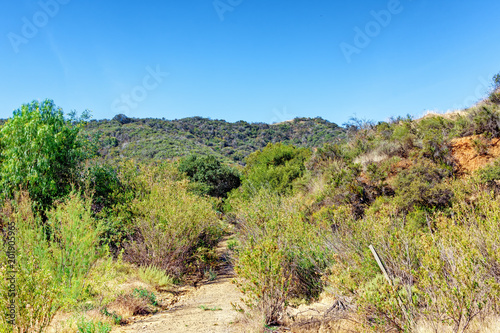 Dirt hiking trail through high brush in desert mountains