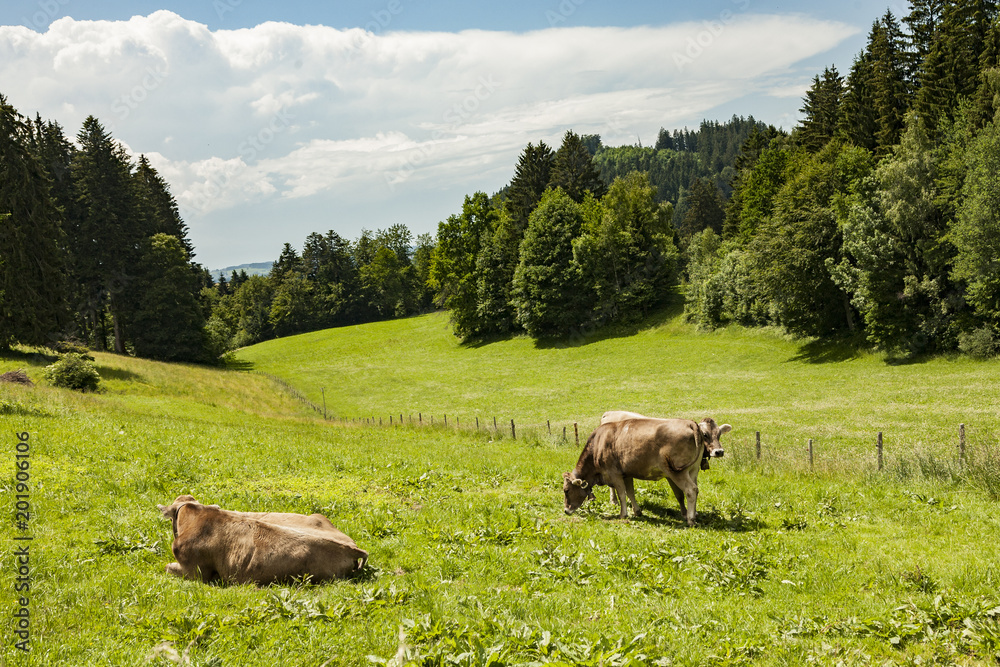 Allgäulandschaft mit Kühen