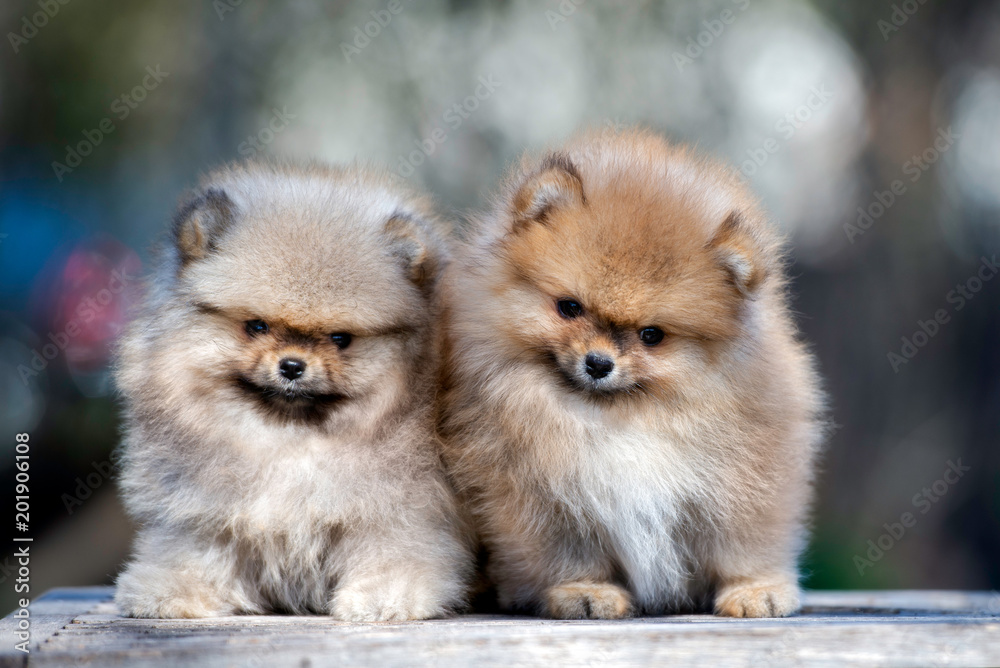 two adorable pomeranian spitz puppies sitting together