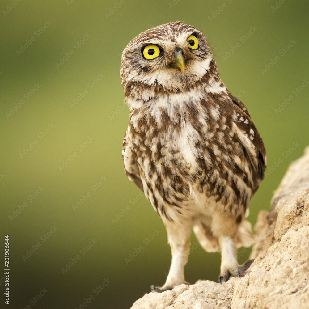 Fototapeta premium A little owl (Athene noctua) stands near his hole