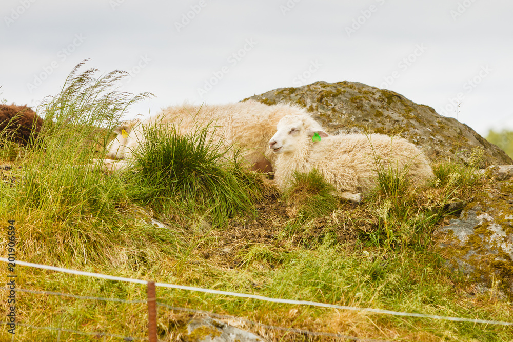 Fototapeta premium Sheeps on rock hill
