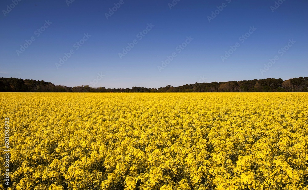 Obraz premium Beyond Yellow
